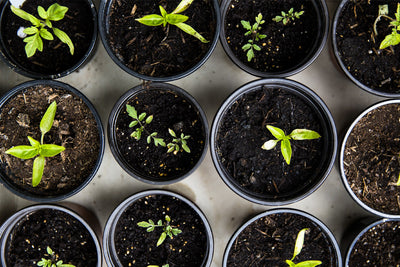 What are the best herbs to grow in Portland Oregon?