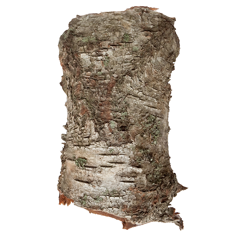 Birch Bark Powder