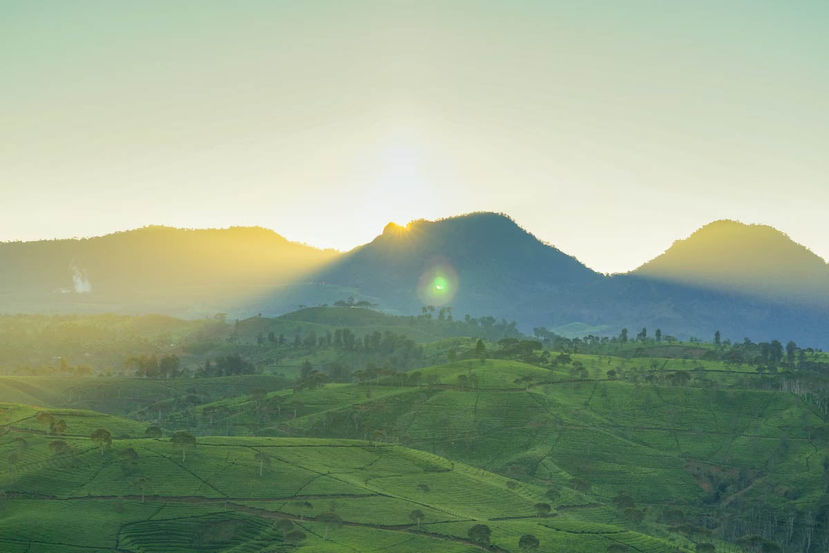 The Brothers Behind the Botanicals