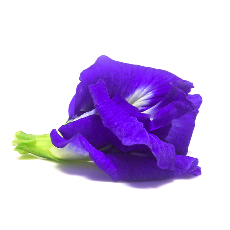 Butterfly Blue Pea Flower