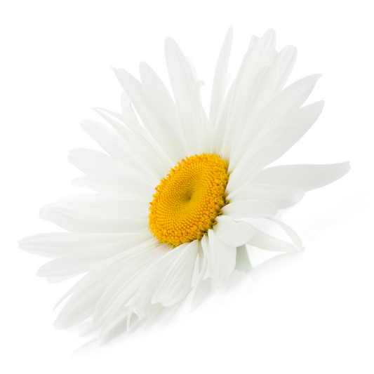 Chamomile Flower