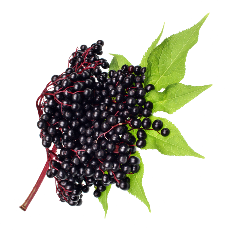 Elderberry Powder