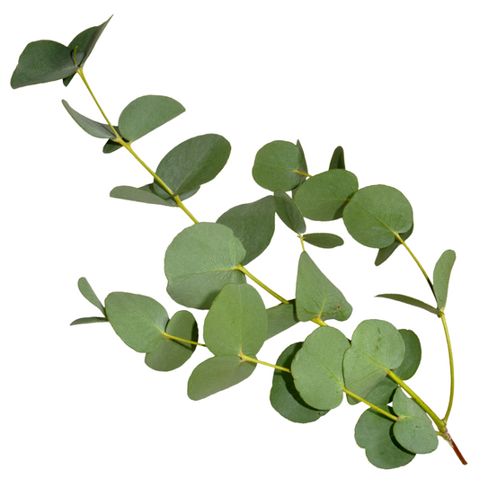 Eucalyptus Leaf (Dried)