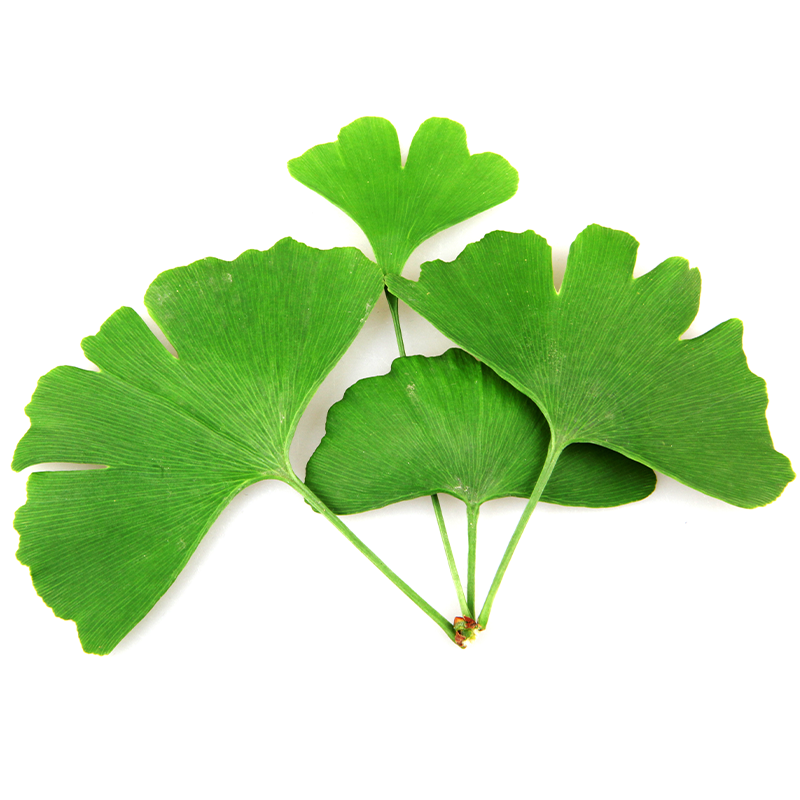 Ginkgo Leaf Powder