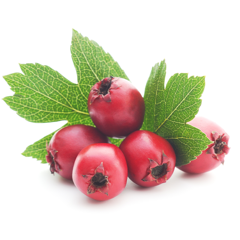 Hawthorn Berry Powder