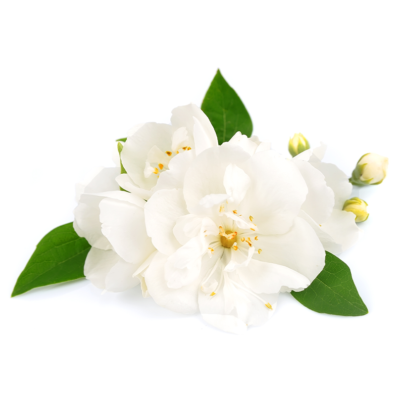 Jasmine Flowers (Whole)