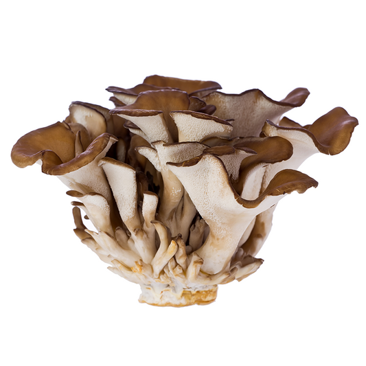 Maitake Mushroom Powder