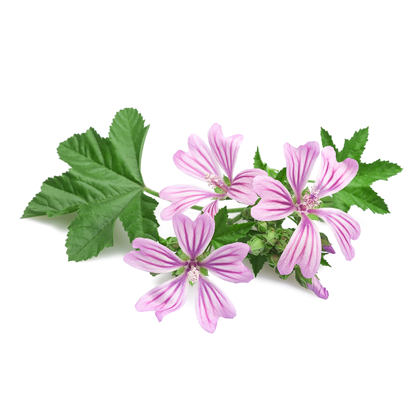 Malva (High Mallow)