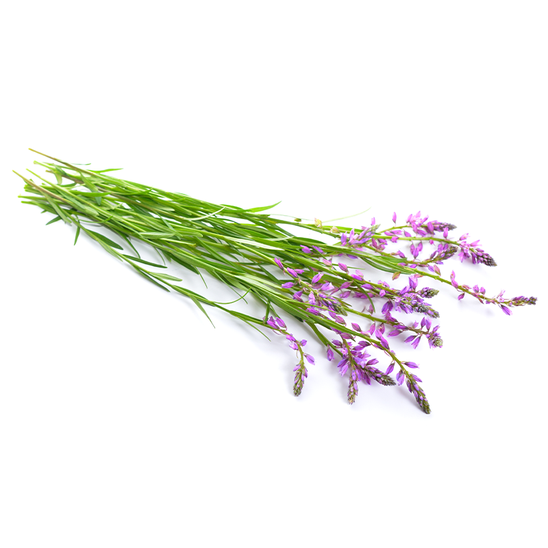 Polygala Root | Apothecary Foods