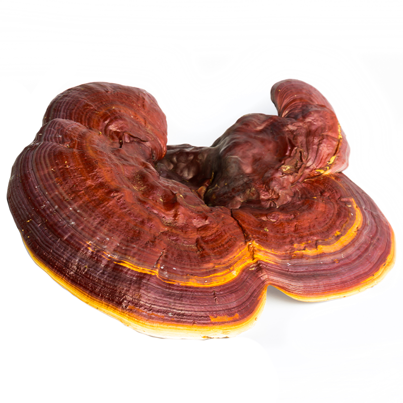 Reishi Mushroom Powder | Apothecary Foods