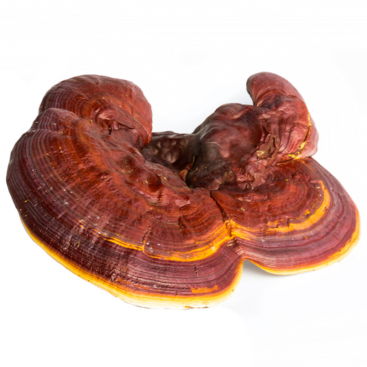 Reishi Mushroom