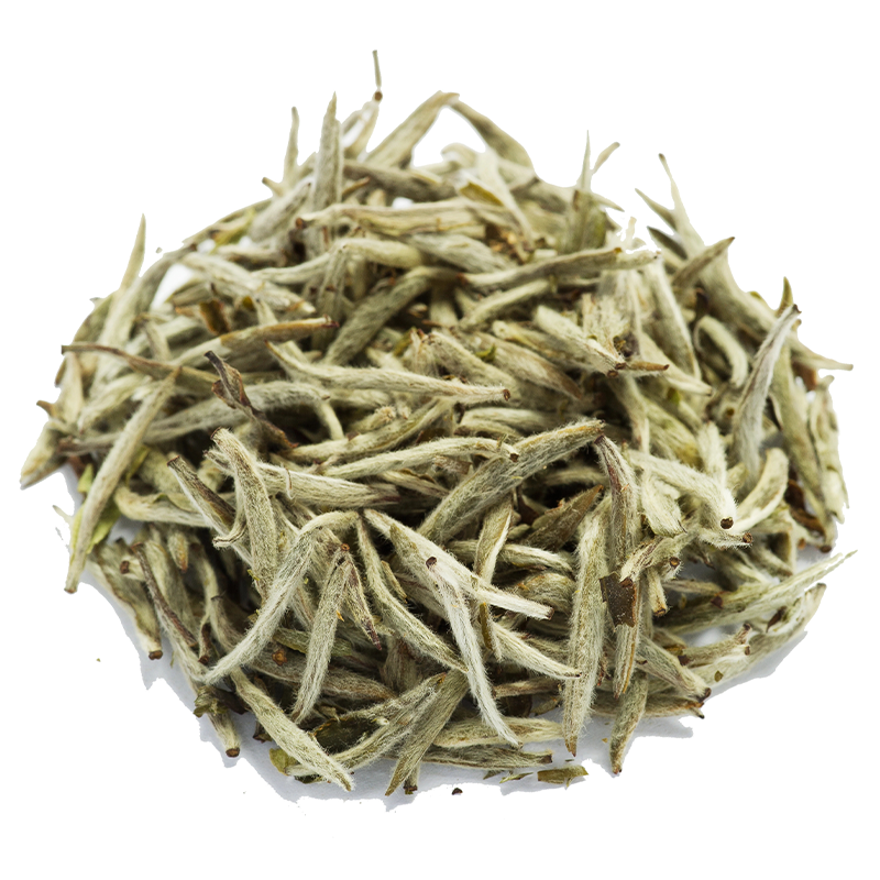 Silver Needle Tea